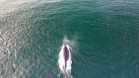 humpback whale breathing in the surface of blue sea in summer. - aerial shot