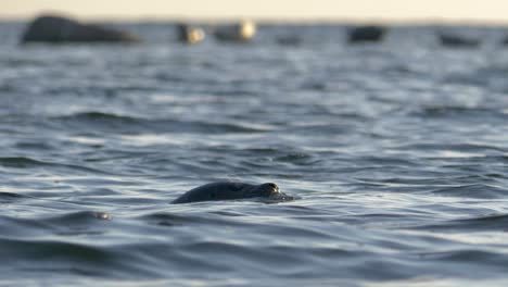 Robbenschwimmen-In-Freier-Wildbahn-Während-Des-Sonnenuntergangs
