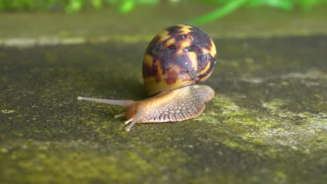 a snail is going slowly