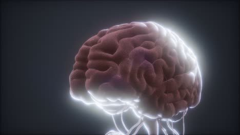 modelo animado del cerebro humano
