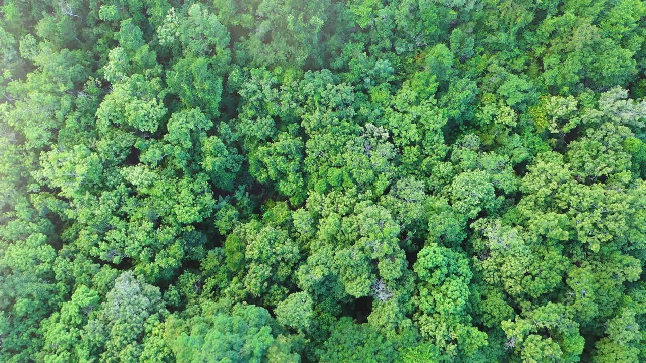 From directly overhead, this aerial drone video captures the full scope of St. Croix’s lush tropical forest—layers of vibrant green foliage undisturbed, blanketing the island in natural beauty