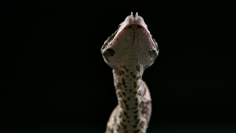 gaboon viper dances its meal down with neck muscles amazing view - studio