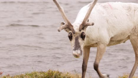 reindeers in natural environment, the north of norway, nordkapp. beautiful nature of norway.