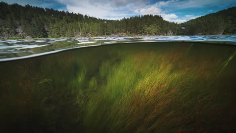 Split-level-view-over-and-underwater