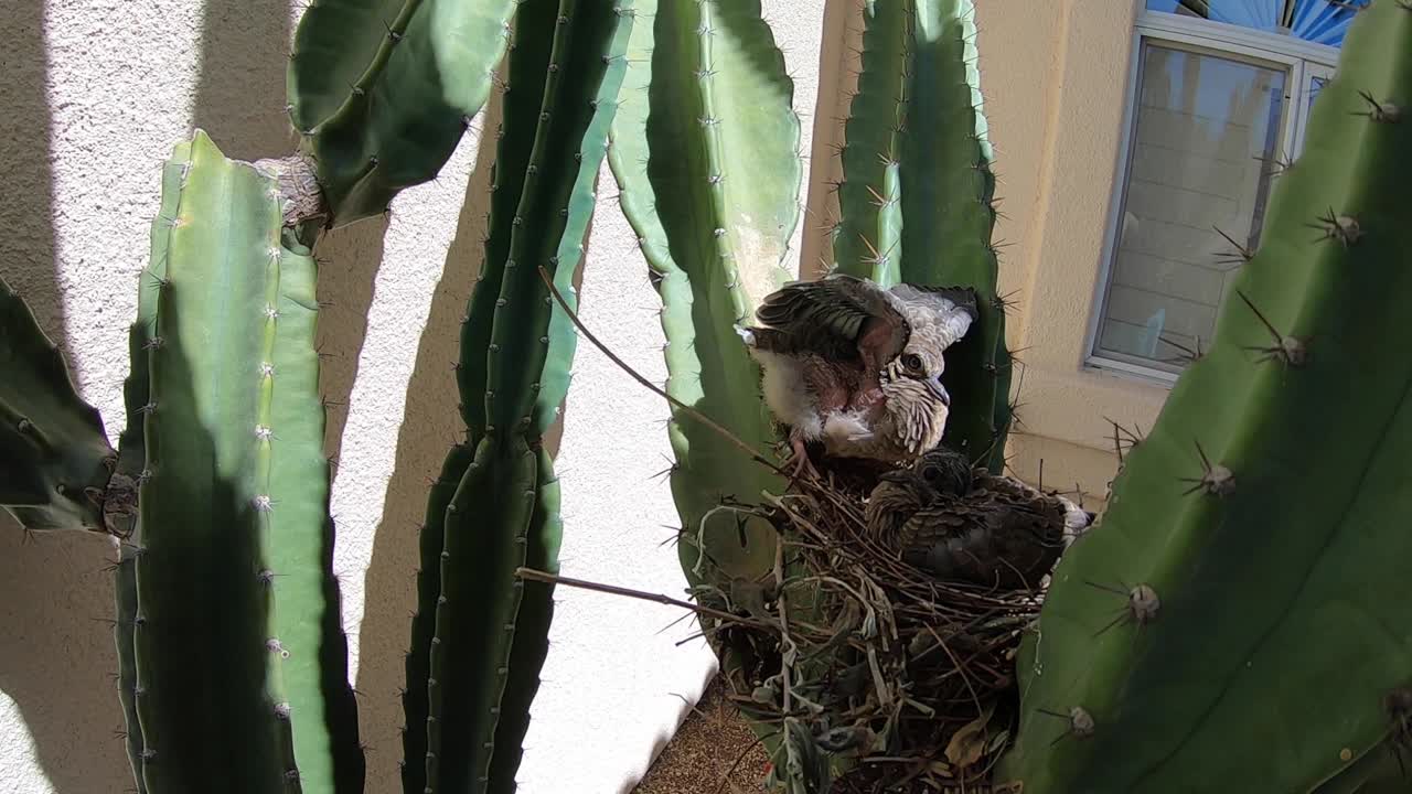 One baby mourning dove attempts to protect the smaller baby bird, suburban Scottsdale, Arizona