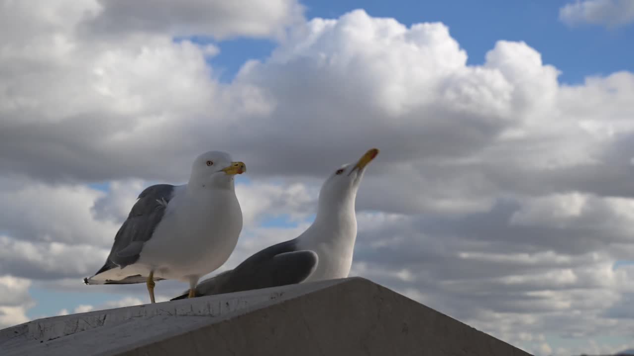Um perfil detalhado de uma gaivota descansando em uma saliência de pedra antiga com um fundo bokeh suave da arquitetura histórica da cidade durante uma manhã ensolarada