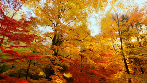 vibrant autumn forest canopy