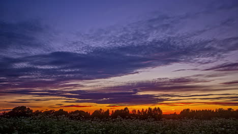 Timelapse-shot-of-dark-clouds-passing-by-over-white-flowers-in-full-bloom-during-early-morning-time-over-spring-landscape