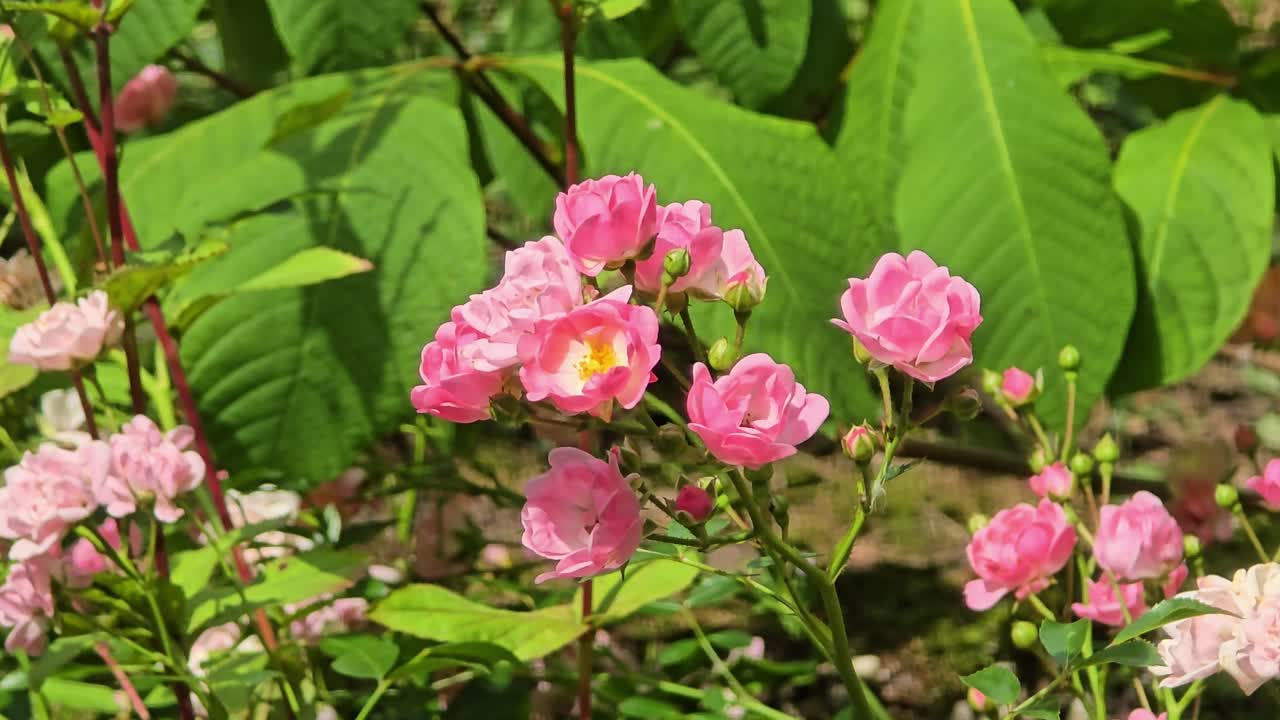 Pequeñas rosas rosadas con estambres visibles en un entorno natural