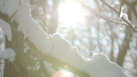 christmas atmosphere. magic winter look. morning frost