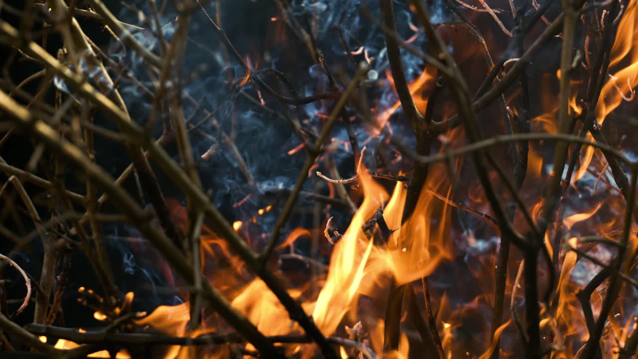 Forest fire in close-up. The branches of shrubs and trees are burning and smoking. Wildfires caused by arson or nature. Shot on super slow motion camera 1000 fps.