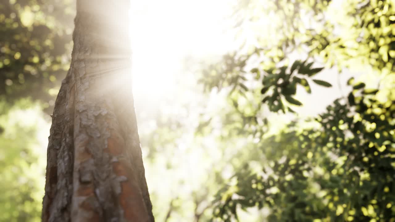 일출 햇빛과 그림자와 낙 엽 송 숲