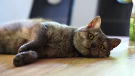 gato dulce cansado acostado en la mesa dentro de la casa y mirando a la cámara, cerrar