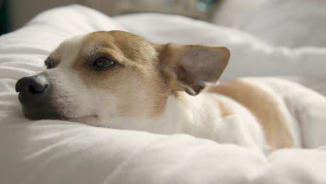 cute little dog laying down drifting to sleep