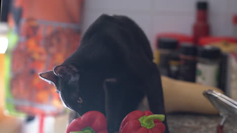 Gato-Negro-Caricias-Con-Pimiento-Rojo-En-La-Cocina