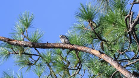 young mississippi kite perched on a branch waiting on parents return