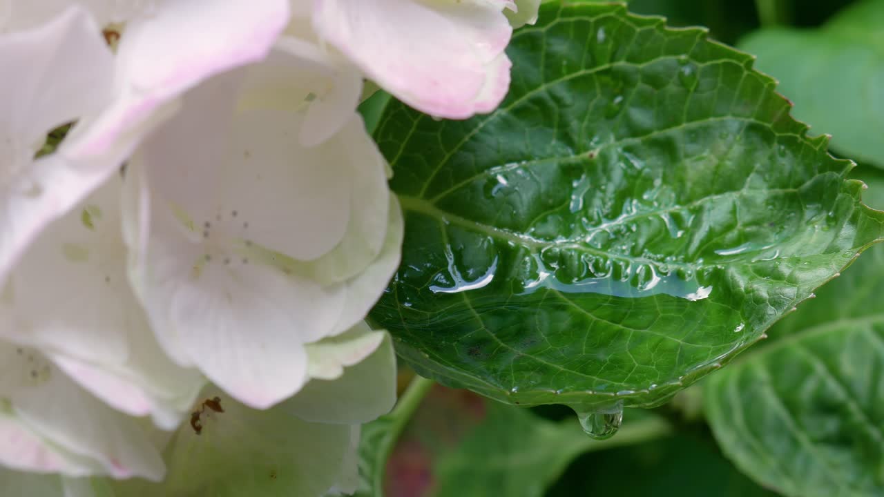 las gotas de lluvia caen en un charco formado en una hoja verde de un arbusto de flores