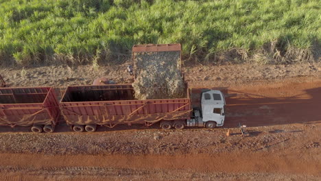 loading truck with cut sugar cane in the field. aerial view in brazil