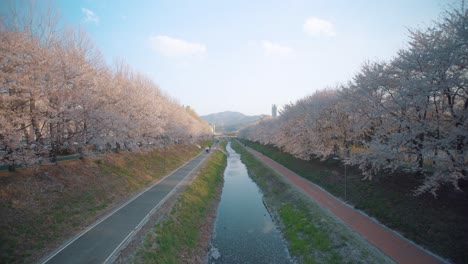 Yangjae-fluss-In-Korea,-Gesäumt-Von-Kirschblütenbäumen,-Mit-Menschen,-Die-Am-Fluss-Entlang-Spazieren