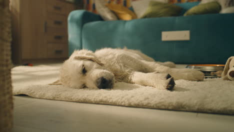 un cachorro de golden retriever durmiendo en la alfombra