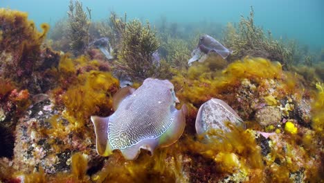 Riesige-Australische-Tintenfische-Sepia-Apama-Migration-Whyalla-Südaustralien-4k-Zeitlupe,-Paarung,-Eier-Legen,-Kämpfen,-Aggregation,-Unter-Wasser