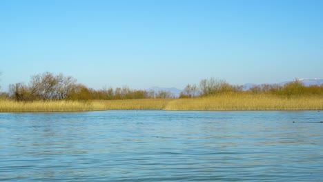 peaceful natural park with dry reeds on banks of calm river streaming, clear bright sky on a winter day with birds flying