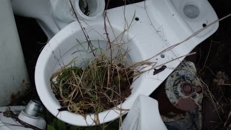 abandoned white toilet with plants growing though it