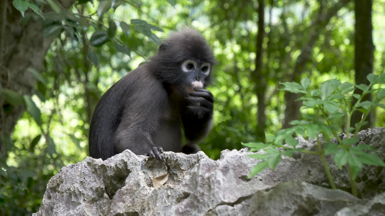 mono de hoja oscura o langur de anteojos comiendo comida en la roca
