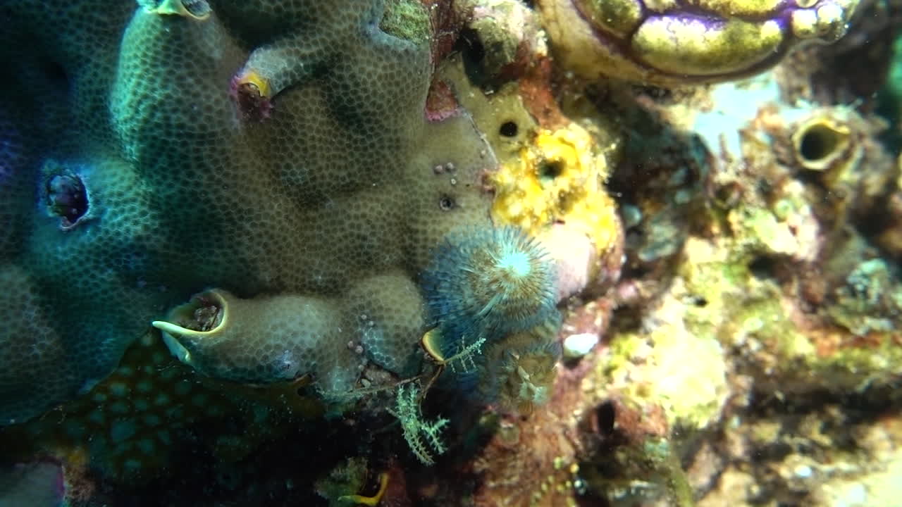A tubeworm's radioles extend from a coral.