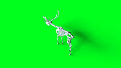 skeleton deer animation on green screen. isolate. realistic 4k animation.