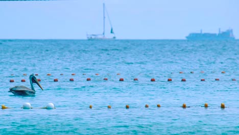 Pelicans-Floating-On-The-Water-Next-To-Fishing-Net-With-Sailing-Boat-In-The-Background-In-Curacao---Wide-Shot