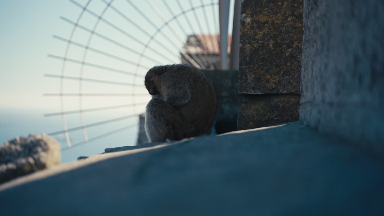 Gibraltar apes rest on the wall