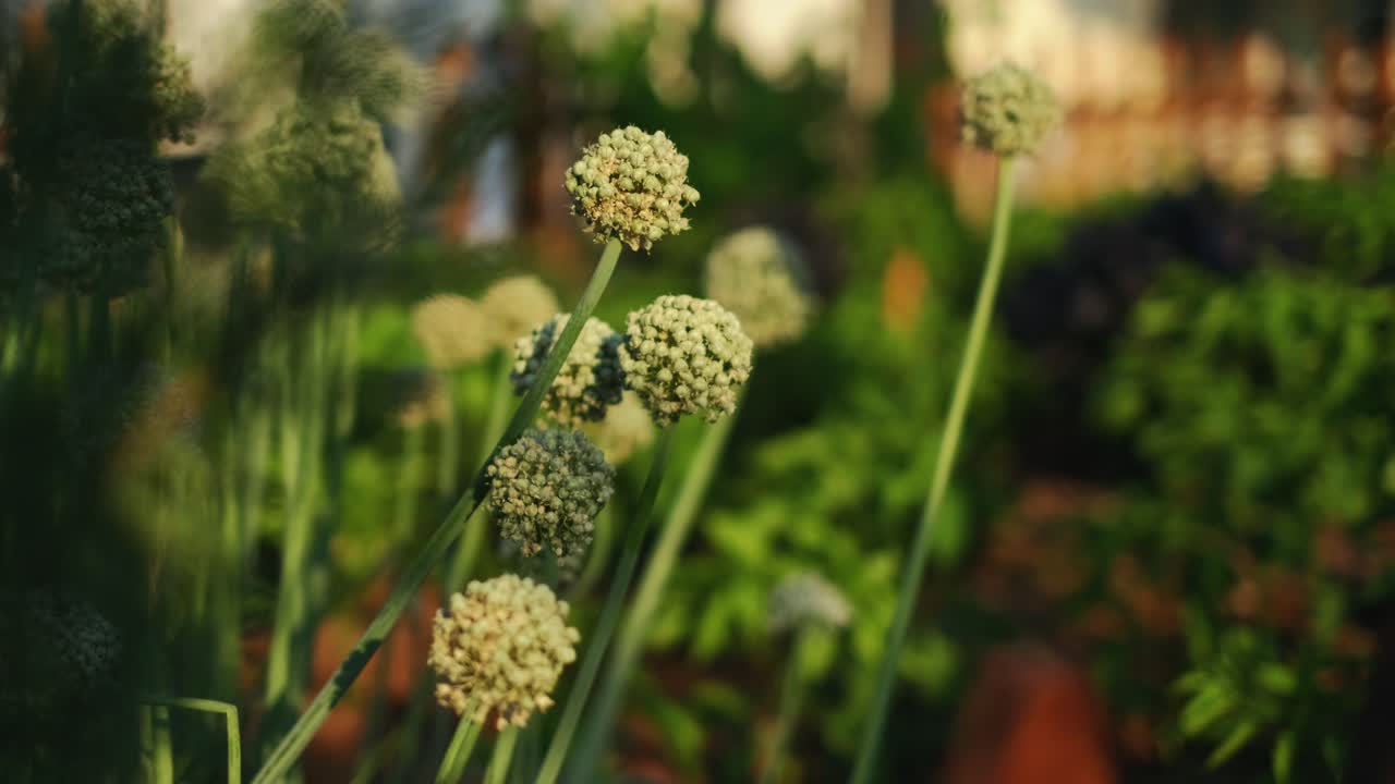 cultivo de hortalizas en el jardín de la casa
