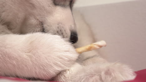 joven husky siberiano comiendo un regalo para perros en el interior de cerca en cámara lenta