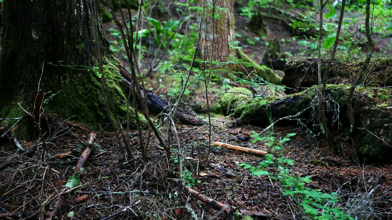 Close view of woodland undergrowth showing moss-covered rocks, fallen branches, and green foliage in a damp temperate forest, highlighting natural decay and rich forest ecosystem textures