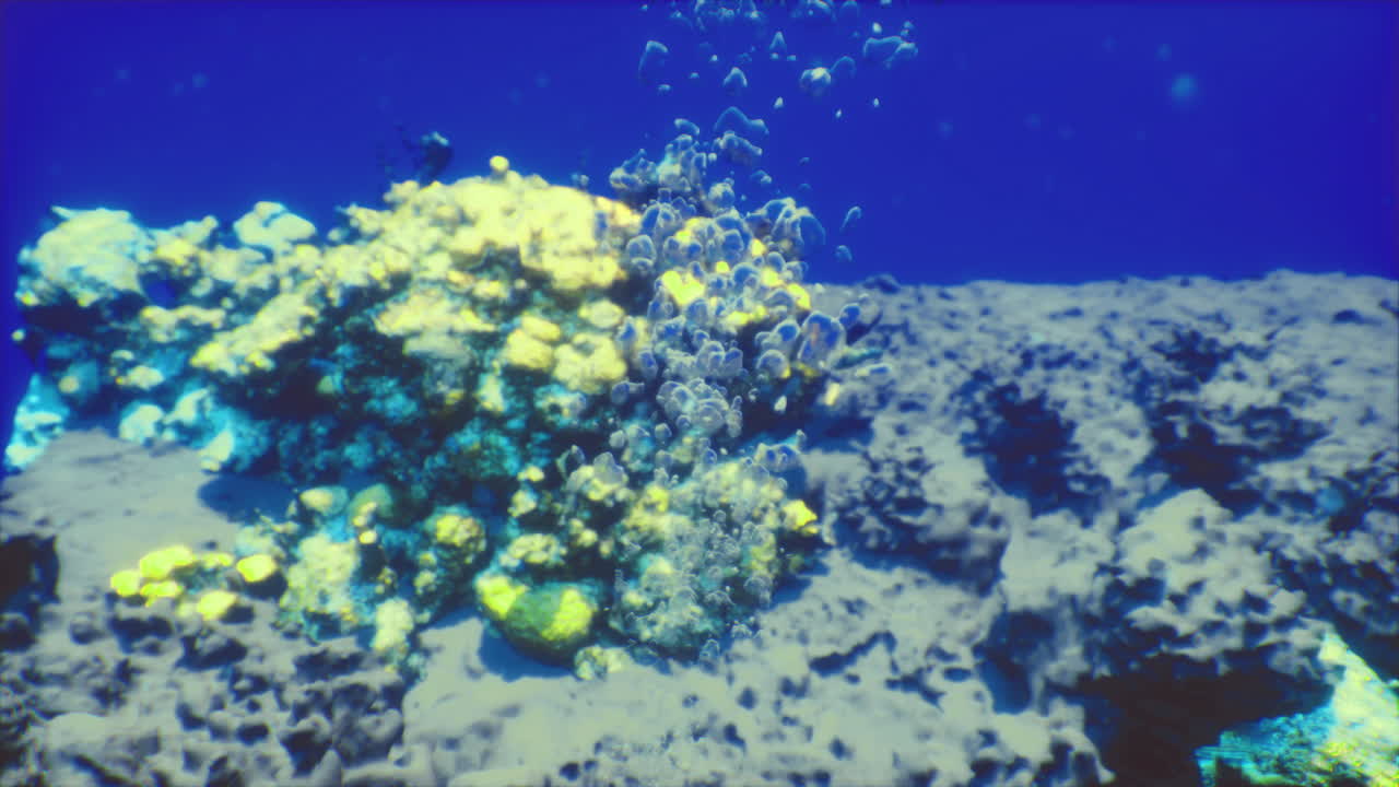 Exploring colorful coral reefs and marine life in clear underwater surroundings