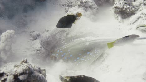 blue spotted stingray digging in the sand with fish swimming around in 4k