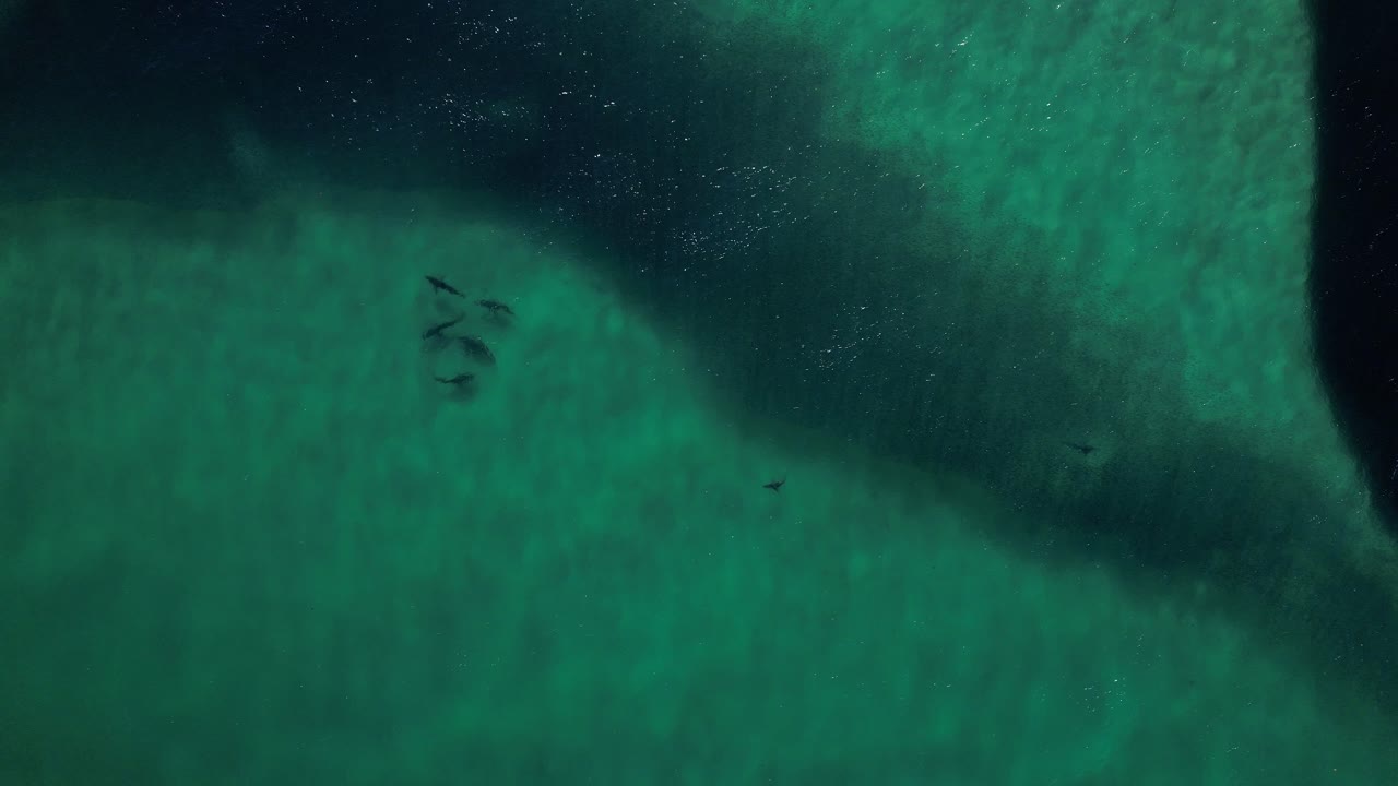 Sharks Swimming Around Massive Bait Ball Near Byron Bay, Australia - aerial