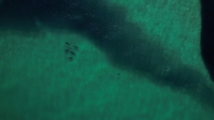 Sharks Swimming Around Massive Bait Ball Near Byron Bay, Australia - aerial