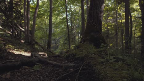 Dolly-tracking-shot-over-the-moss-covered-ground-in-a-lush-green-forest