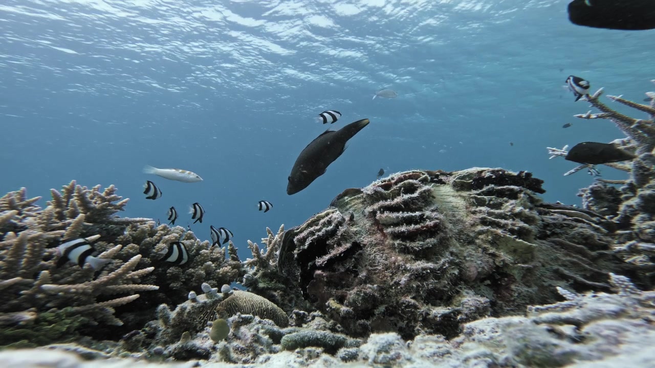 日当たりの良いモルディブのサンゴ礁を熱帯魚が横切る中、暗い色のサンゴ礁の魚が開いたオオシャコガイに向かって頭から泳ぎ、その後ろに消えることで、飲み込まれたかのような錯覚を生み出している。