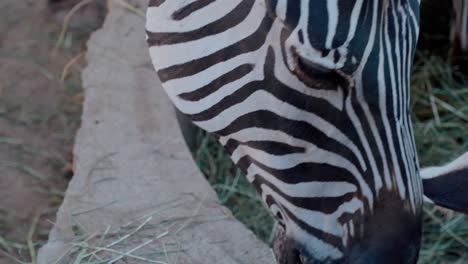 Tele-view-on-head-of-chewing-zebra-with-its-distinctive-black-and-white-patterns