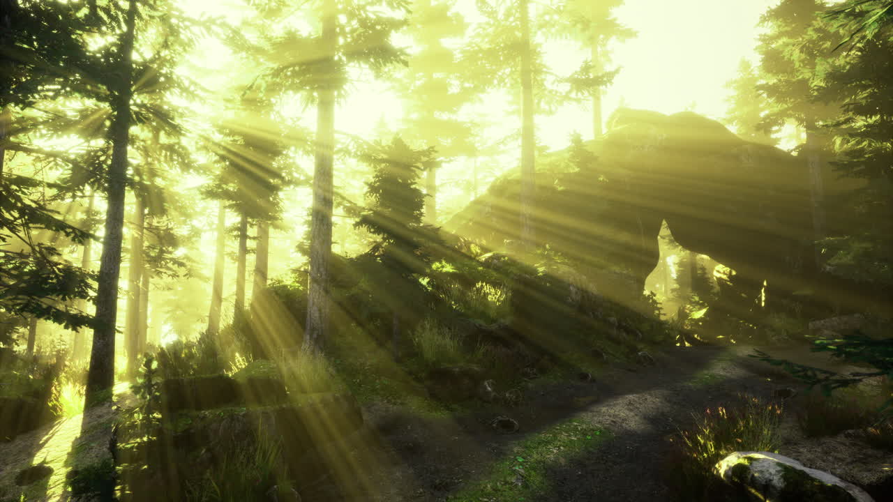 Morning sunlight filters through trees in a peaceful forest