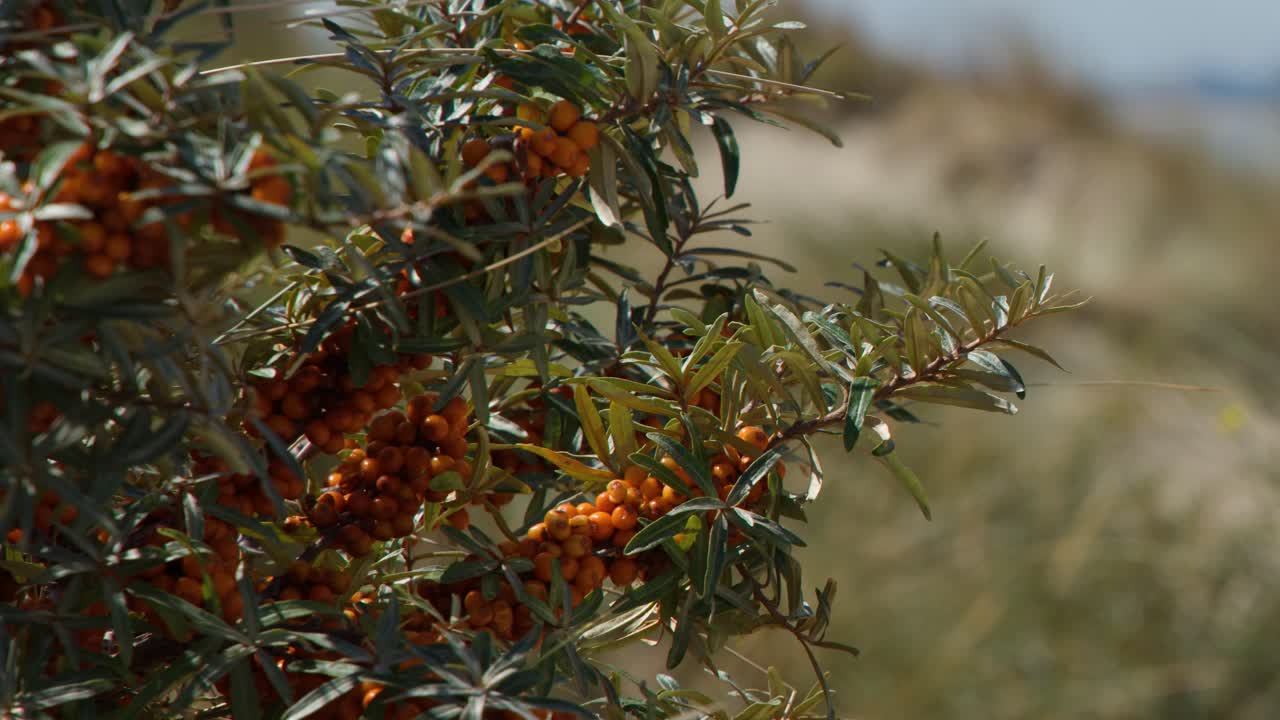 Close-up of orange sea buckthorn berries on windswept dune, natural daylight, shallow focus