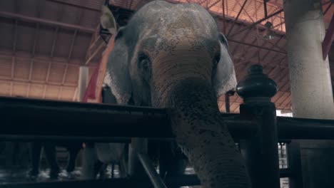 elephant with red and yellow blanket on back stands by fence