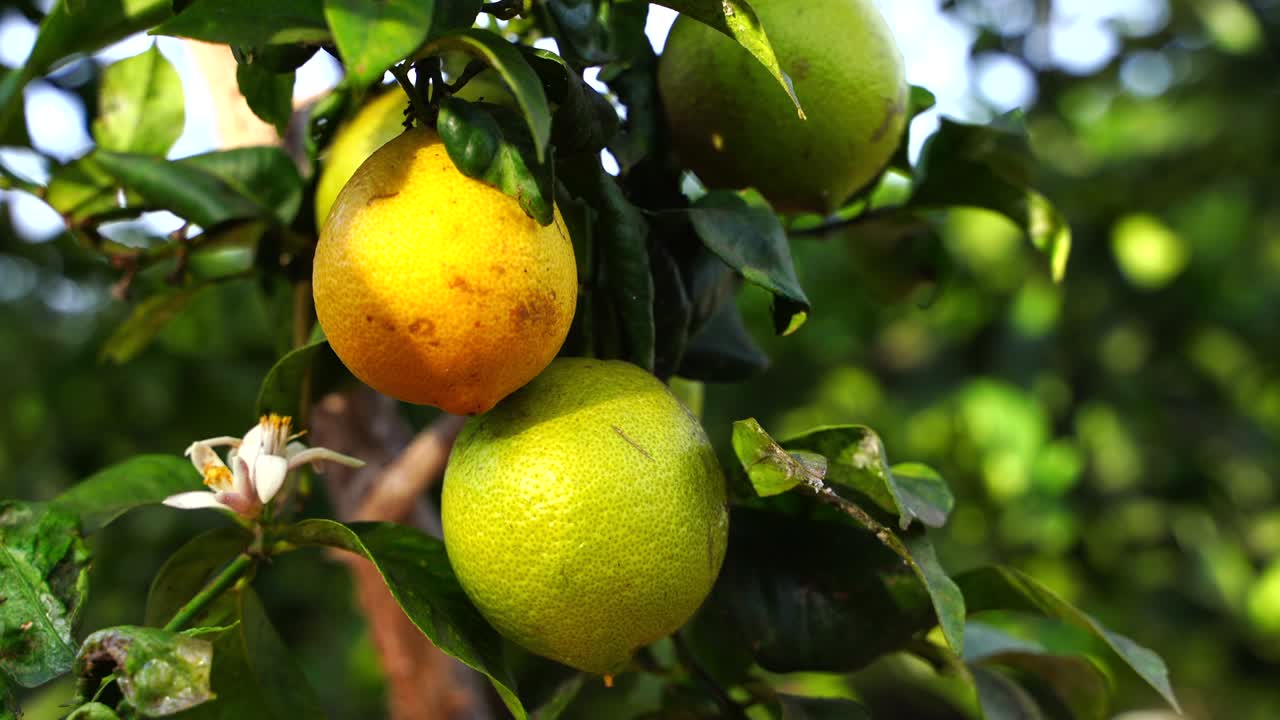 fruits on lemon tree ready to be harvested