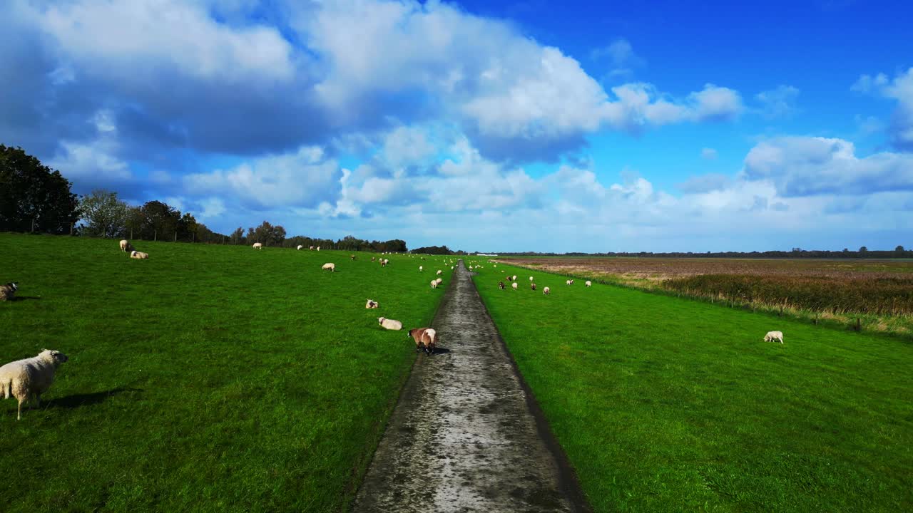 Scenic View of Sheep Grazing in a Lush Green Field