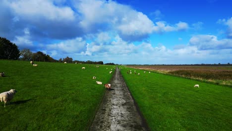 scenic view of sheep grazing in a lush green field