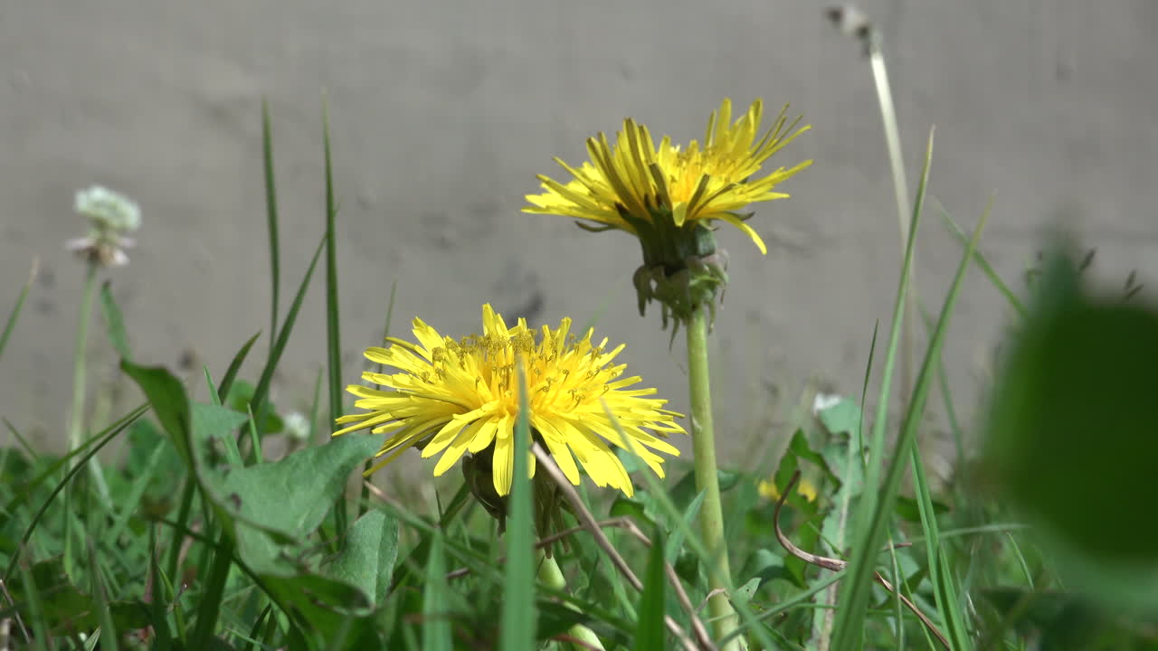 dos dientes de león en el césped soplando en la ligera brisa