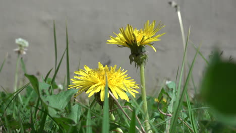 Two-dandelions-in-the-lawn-blowing-in-the-slight-breeze